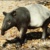 I live in Omaha because the racoons at the alpine need me to eat chicken, and they've got tapirs at the zoo.